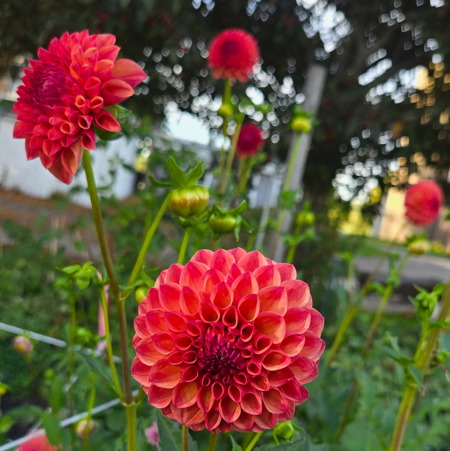Clearview Peachy Dahlia