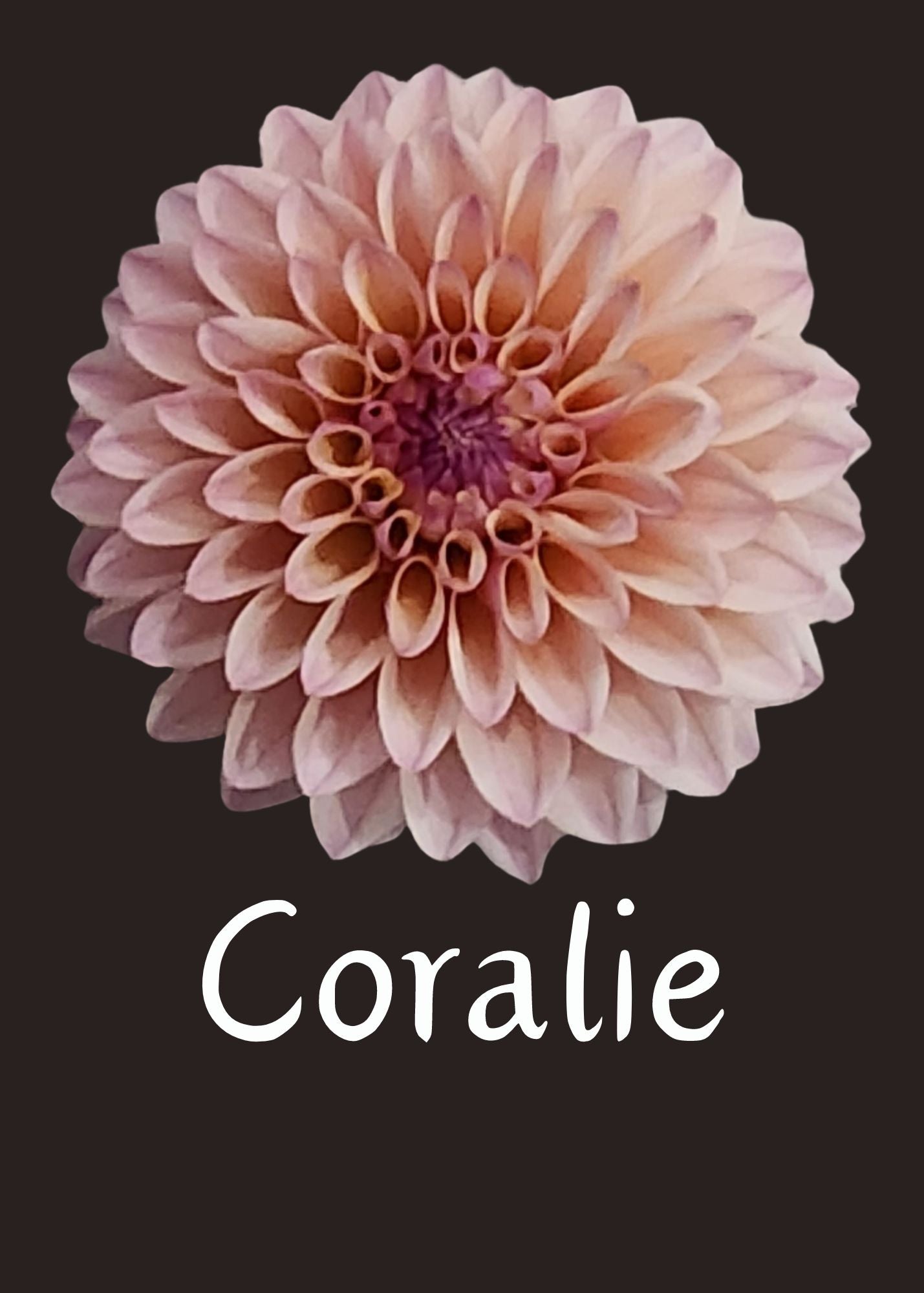 Coralie Dahlia