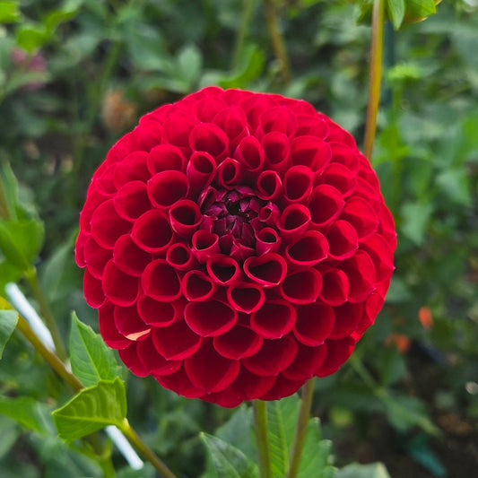 Cornel Dahlia