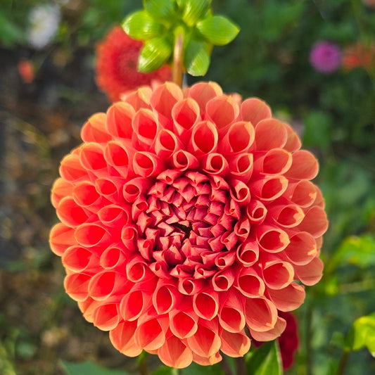 Cornel Bronze Dahlia