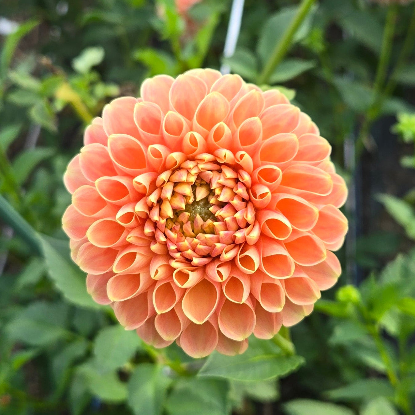 Crichton Honey Dahlia Tuber