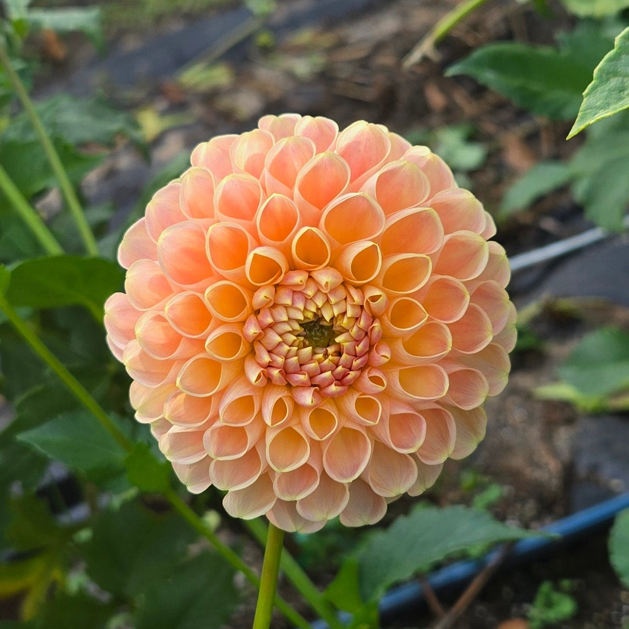 Crichton Honey Dahlia Tuber
