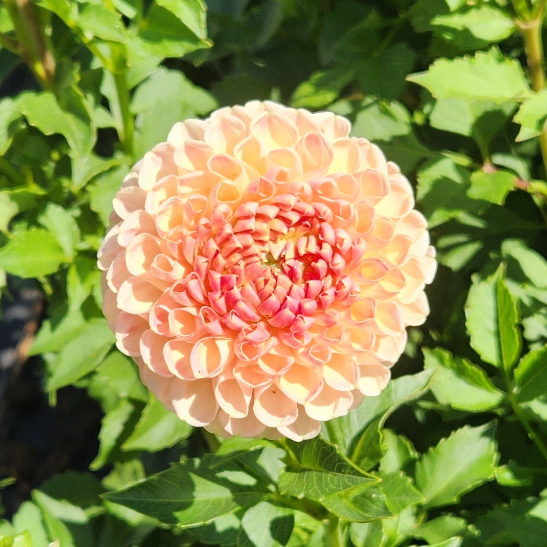 Crichton Honey Dahlia Tuber