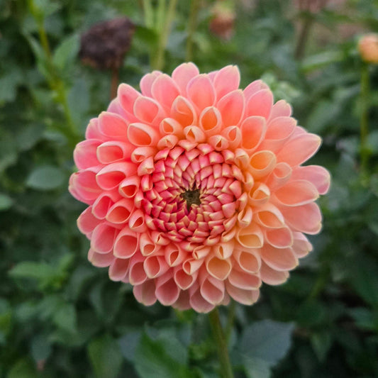 Crichton Honey Dahlia Tuber