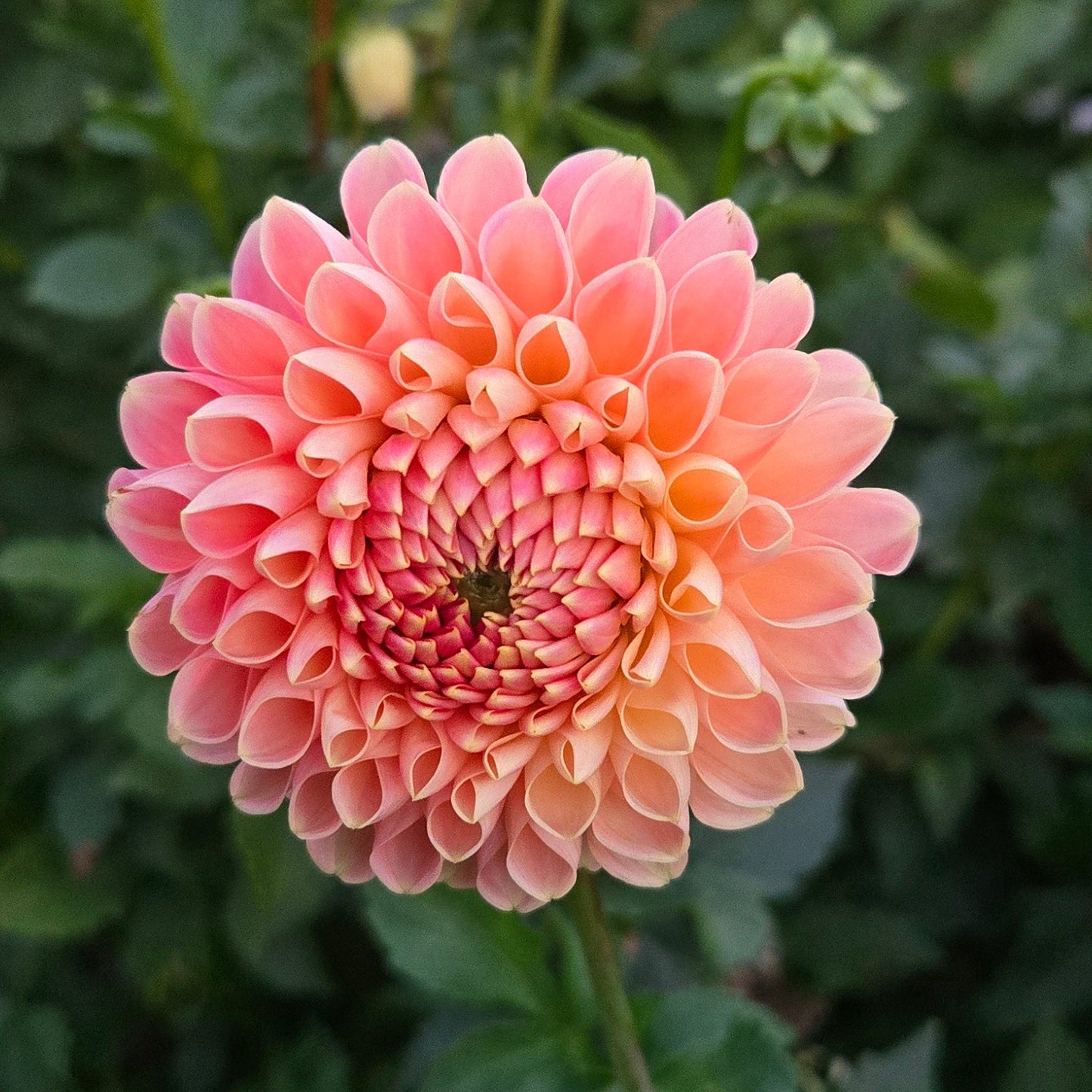 Crichton Honey Dahlia Tuber