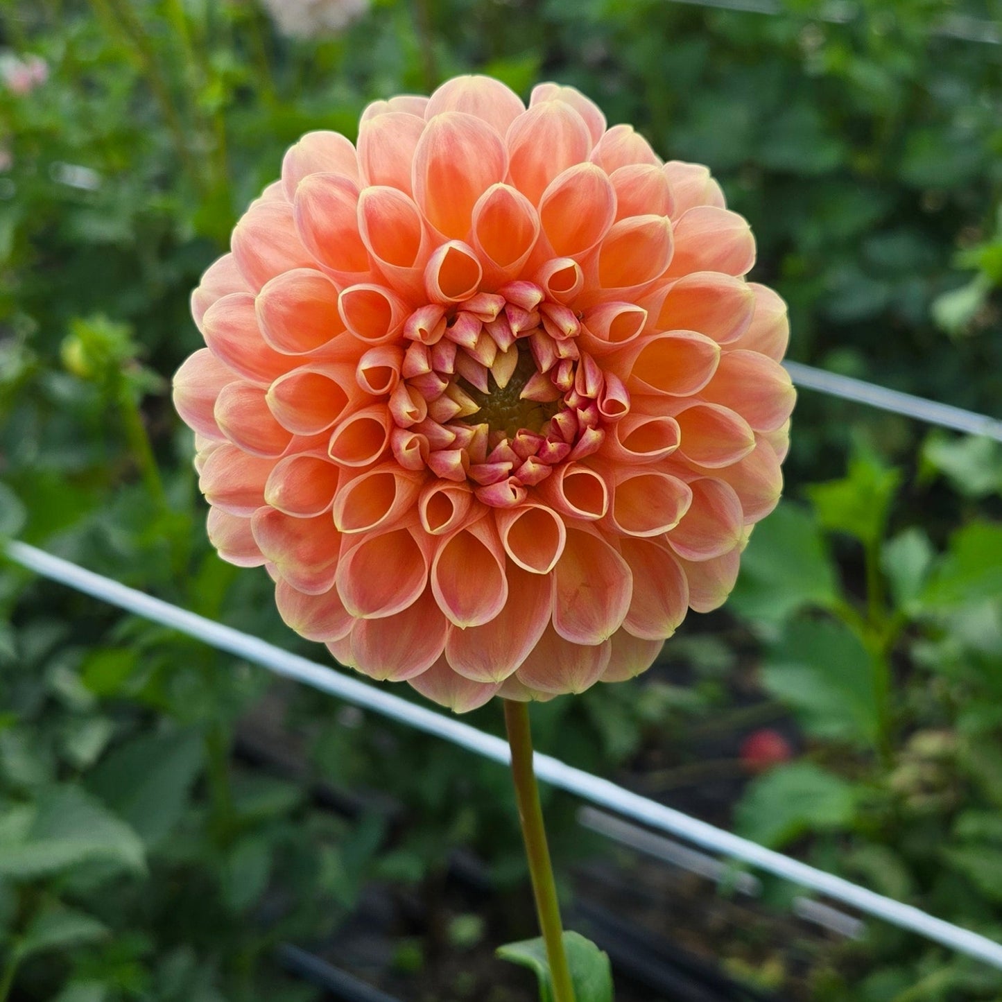 Crichton Honey Dahlia Tuber