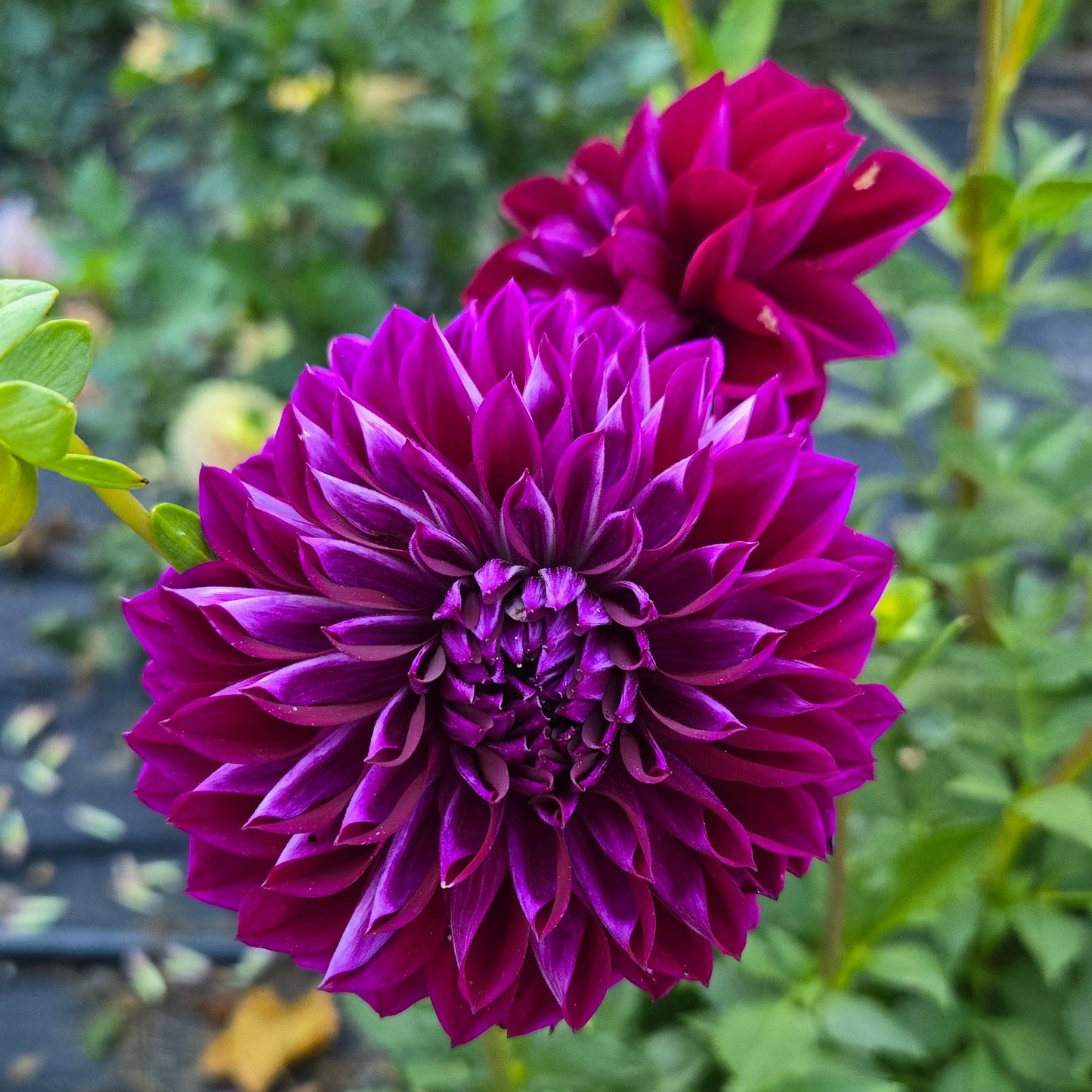 Diva Dahlia Tuber