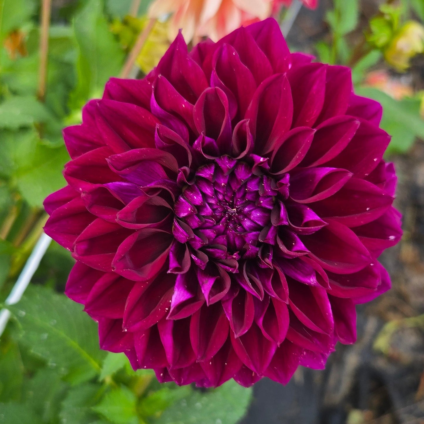 Diva Dahlia Tuber