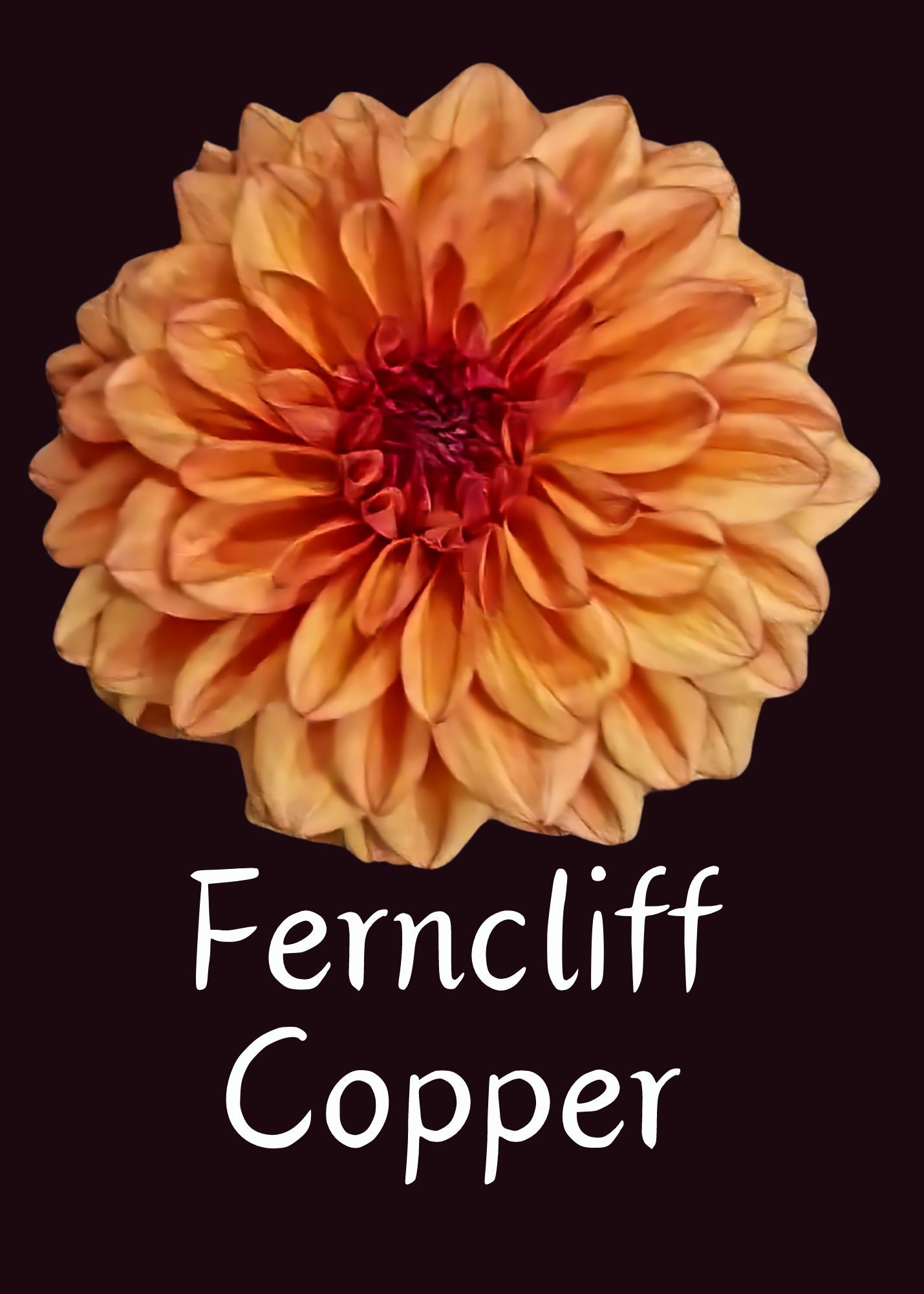 Ferncliff Copper Dahlia Tuber