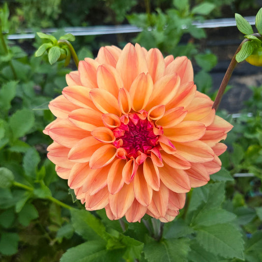 Ferncliff Copper Dahlia Tuber