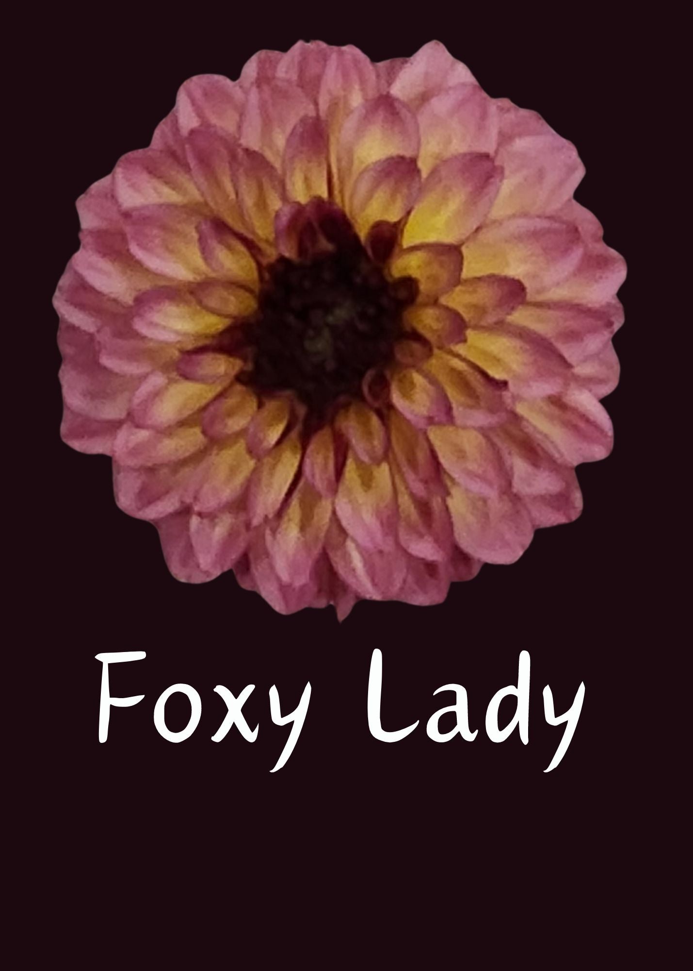 Foxy Lady Dahlia 5 Tuber Value Pack