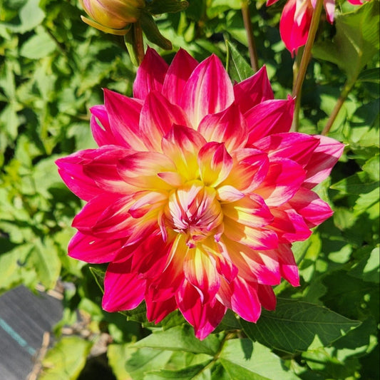 Funfair (Fun Fair) Dahlia Tuber