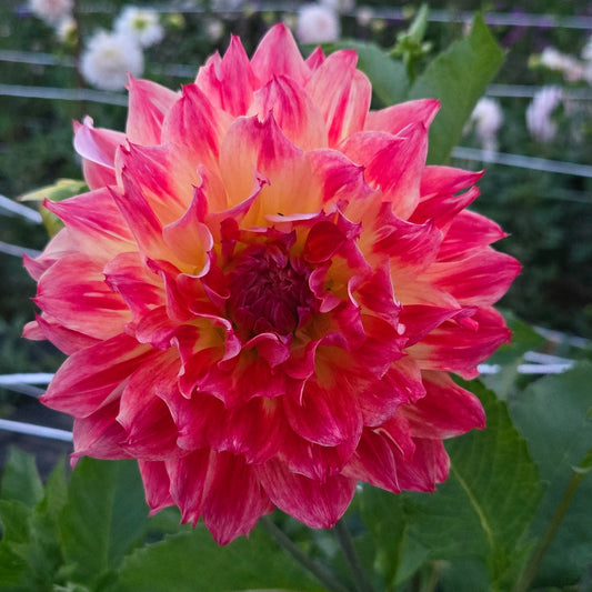 Funfair (Fun Fair) Dahlia Tuber