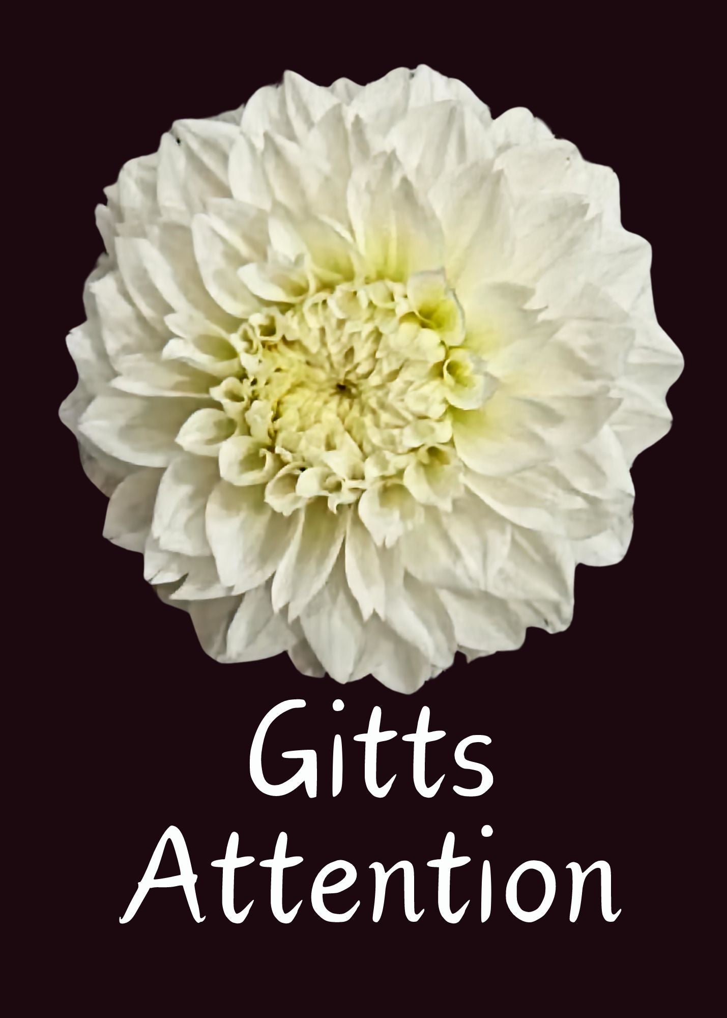 Gitts Attention Dahlia