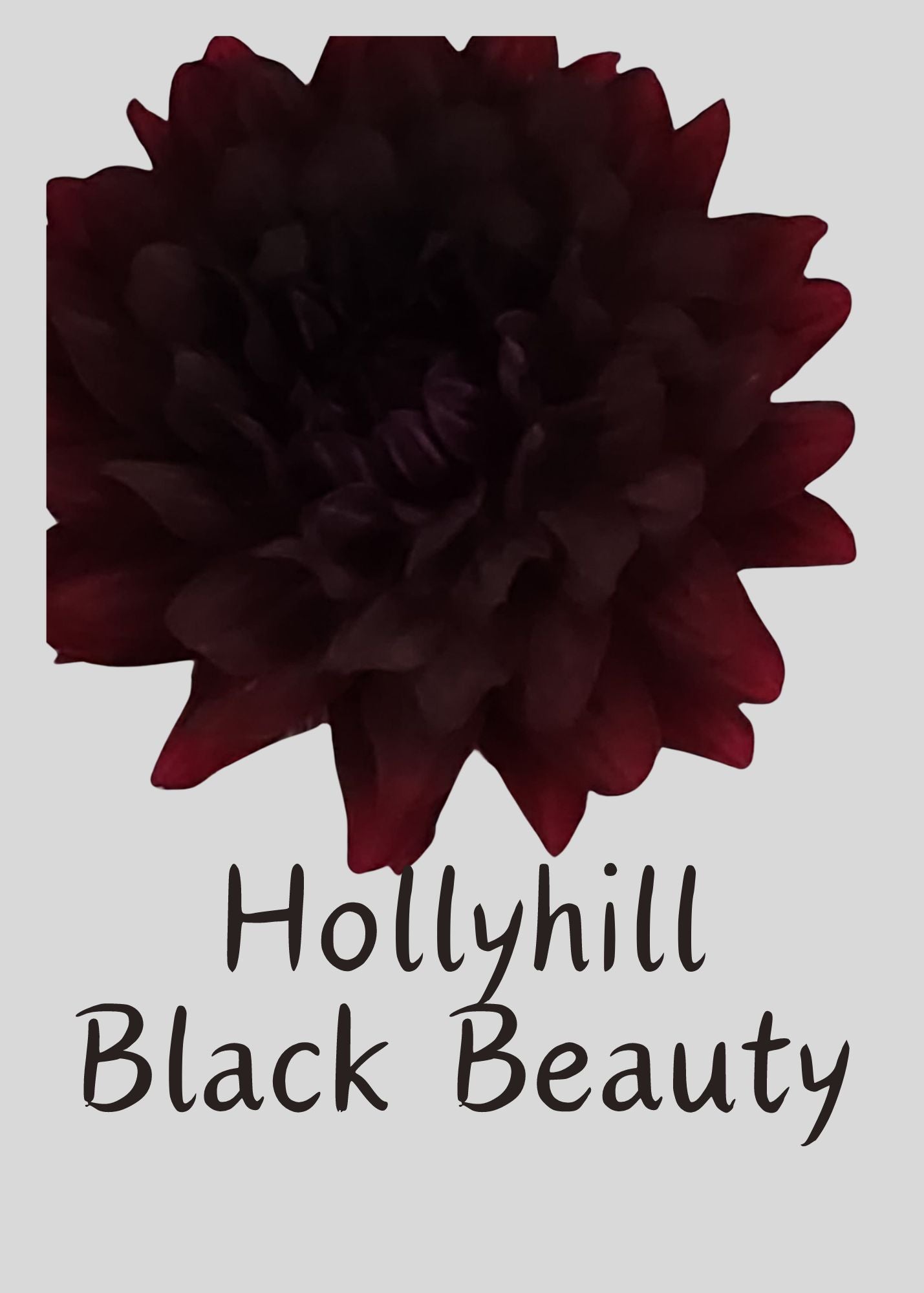 Hollyhill Black Beauty Dahlia