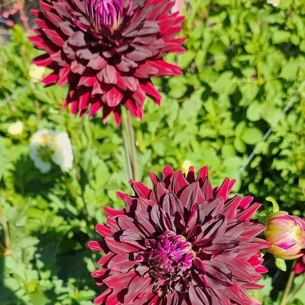 Hollyhill Black Beauty Dahlia 10 Tuber Value Pack