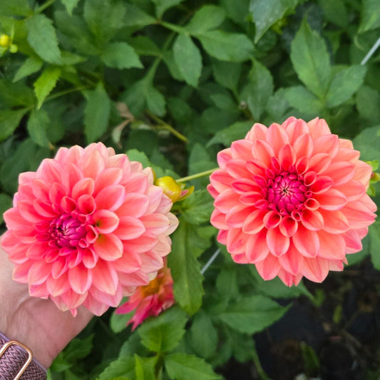 Ice Tea Dahlia