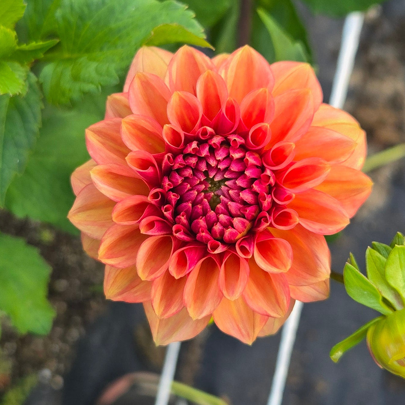 Ice Tea Dahlia