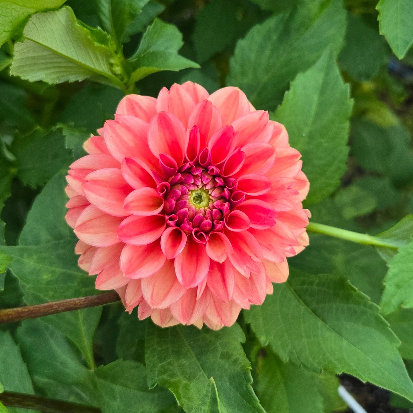 Ice Tea Dahlia