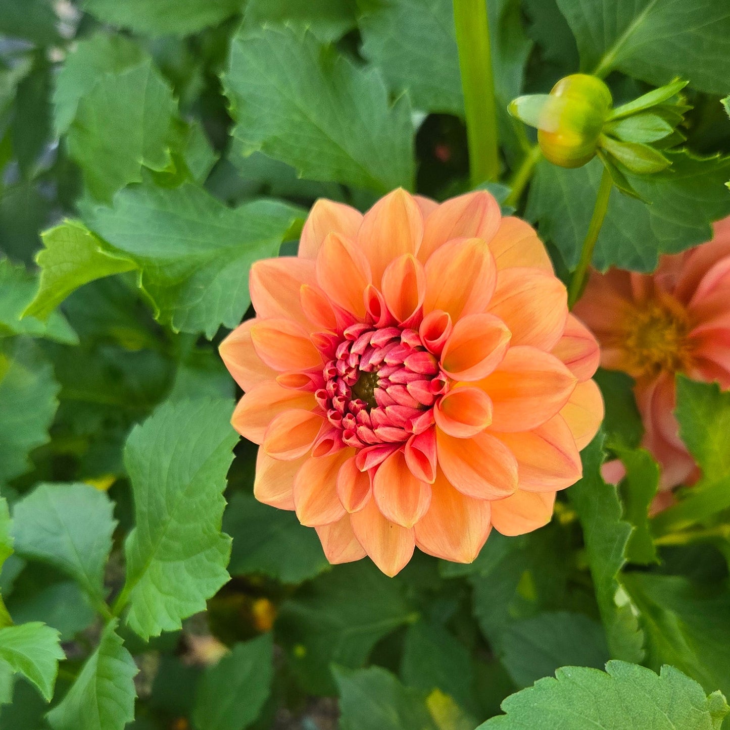 Ice Tea Dahlia