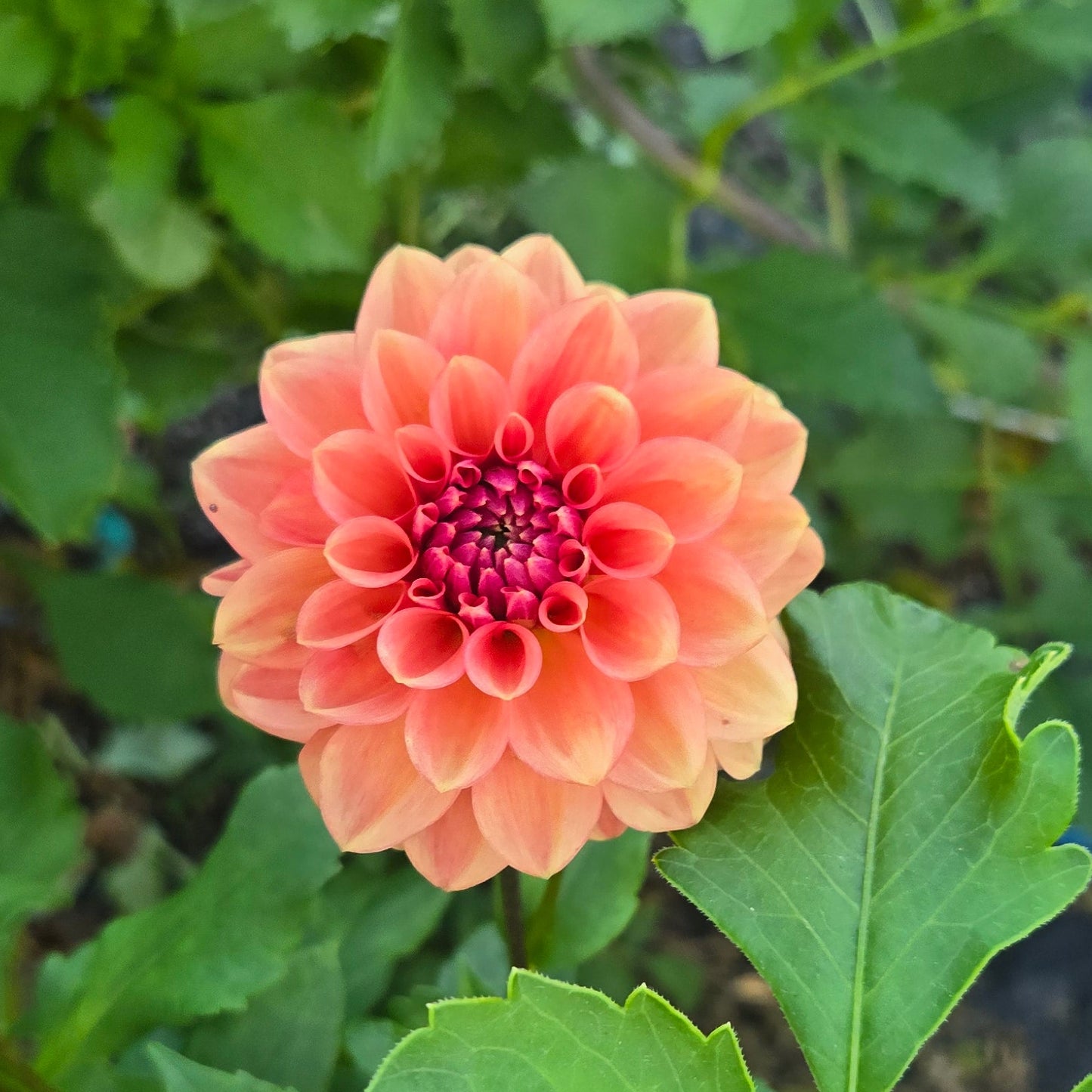 Ice Tea Dahlia