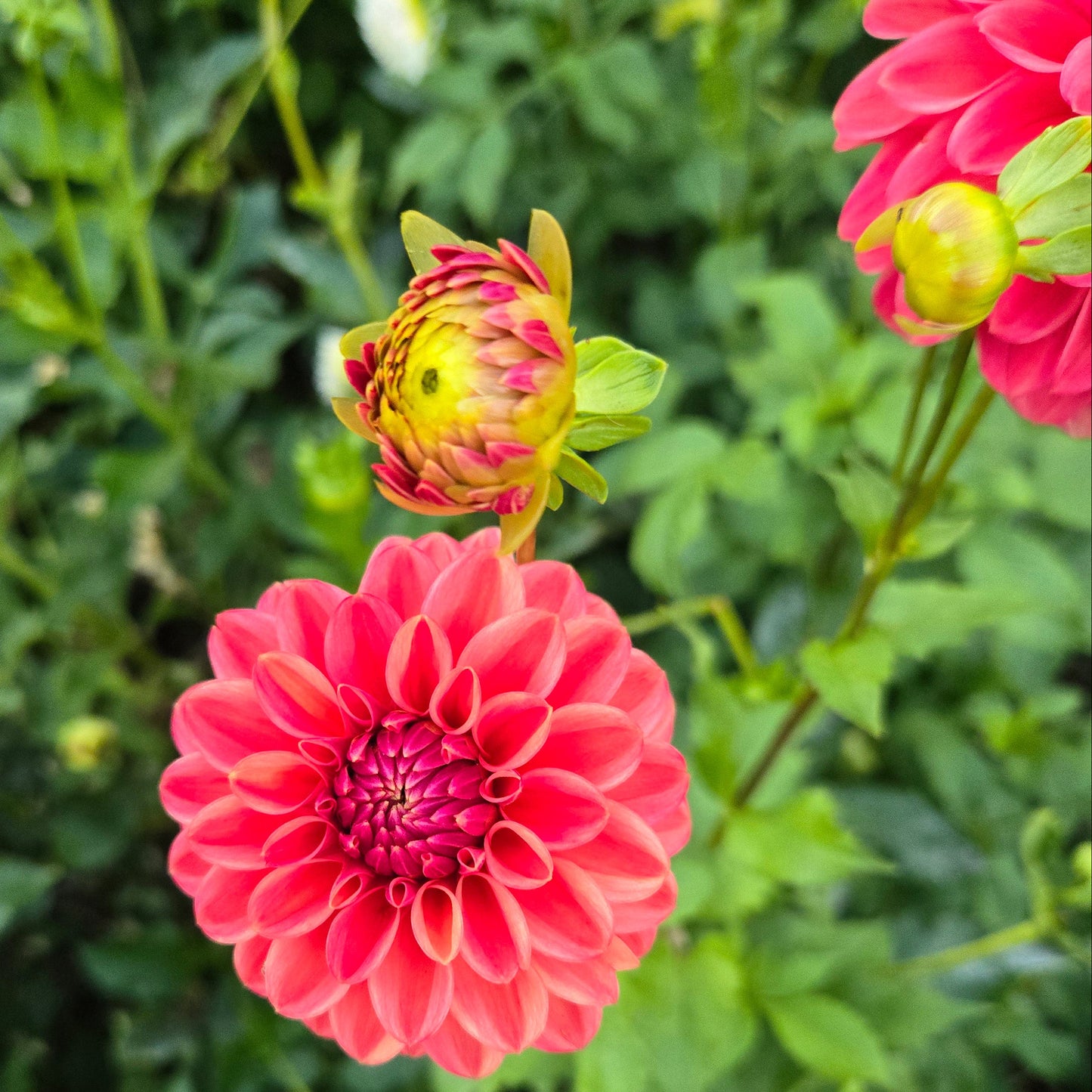 Ice Tea Dahlia