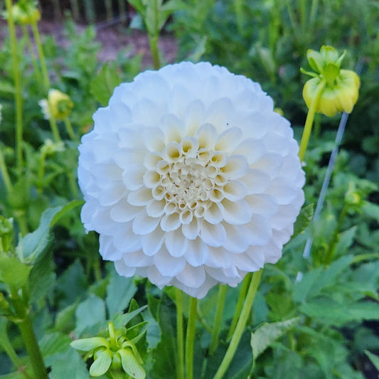 Irish Ruffles Dahlia