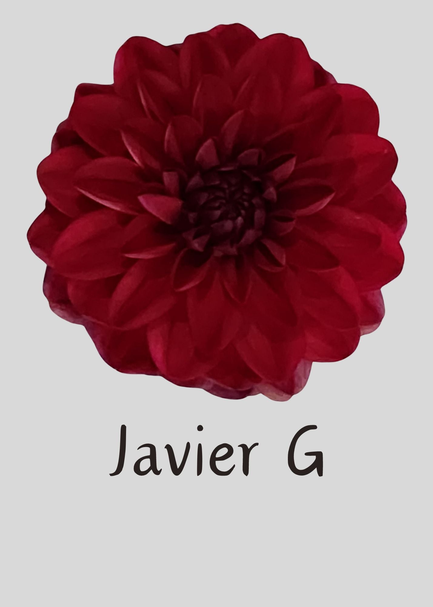 Javier G Dahlia 5 Tuber Value Pack