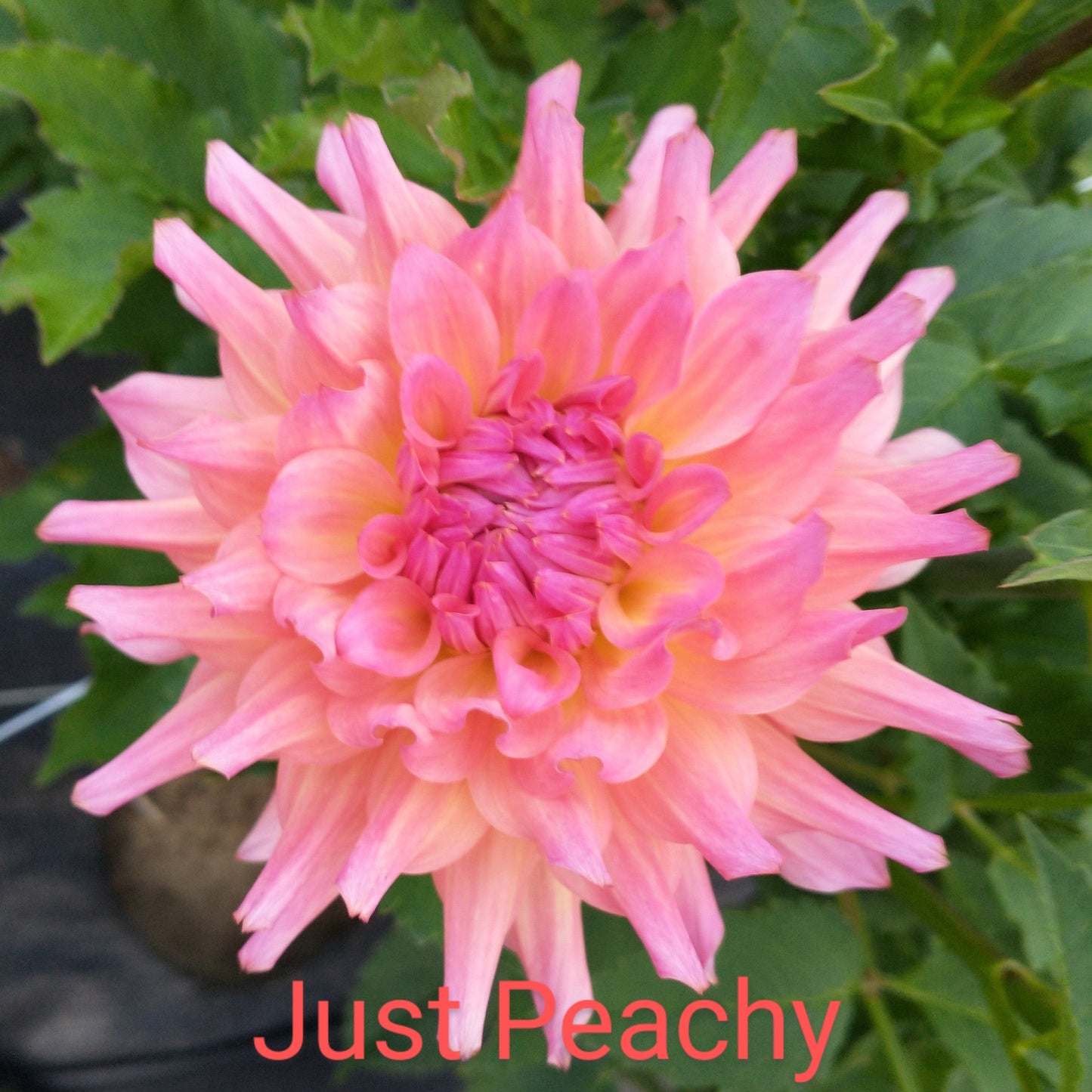 Just Peachy Dahlia Tuber