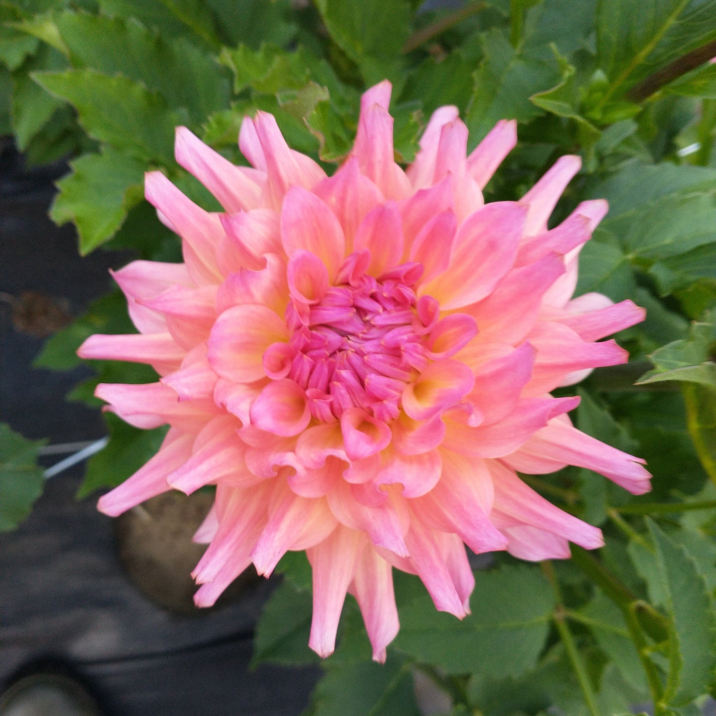 Just Peachy Dahlia Tuber