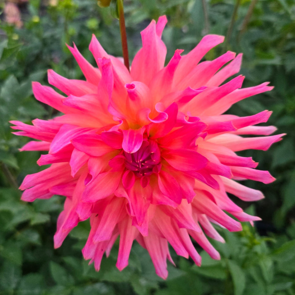 Just Peachy Dahlia Tuber