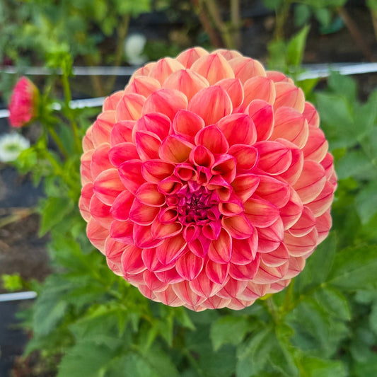 L.A.T.E. Dahlia Tuber