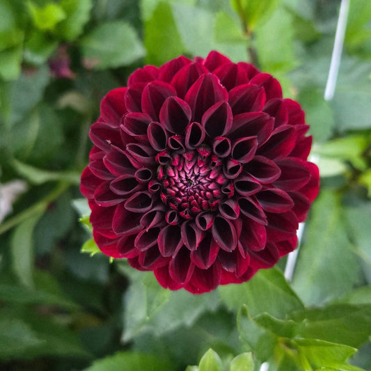 Lights Out Dahlia Tuber