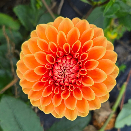 Maarn (Sylvia) Dahlia Tuber