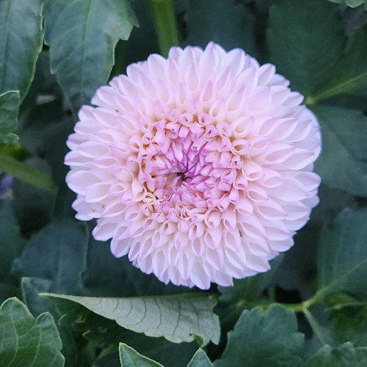 Pink Pearl Dahlia
