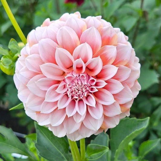 Peaches N Cream Dahlia Tuber
