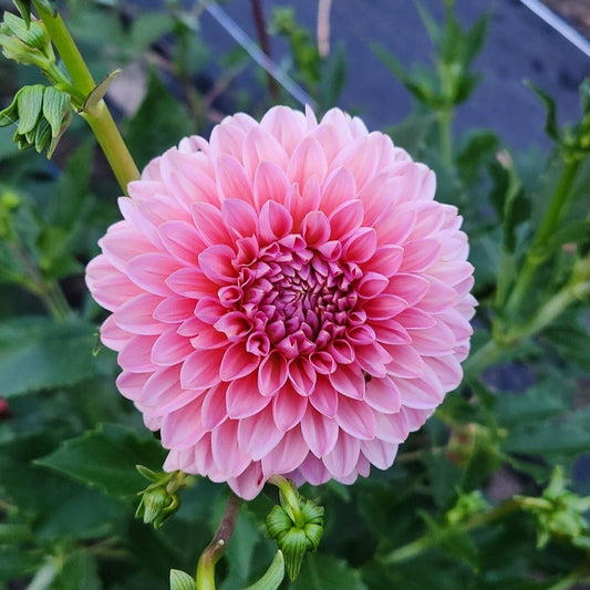 Pink Runner Dahlia