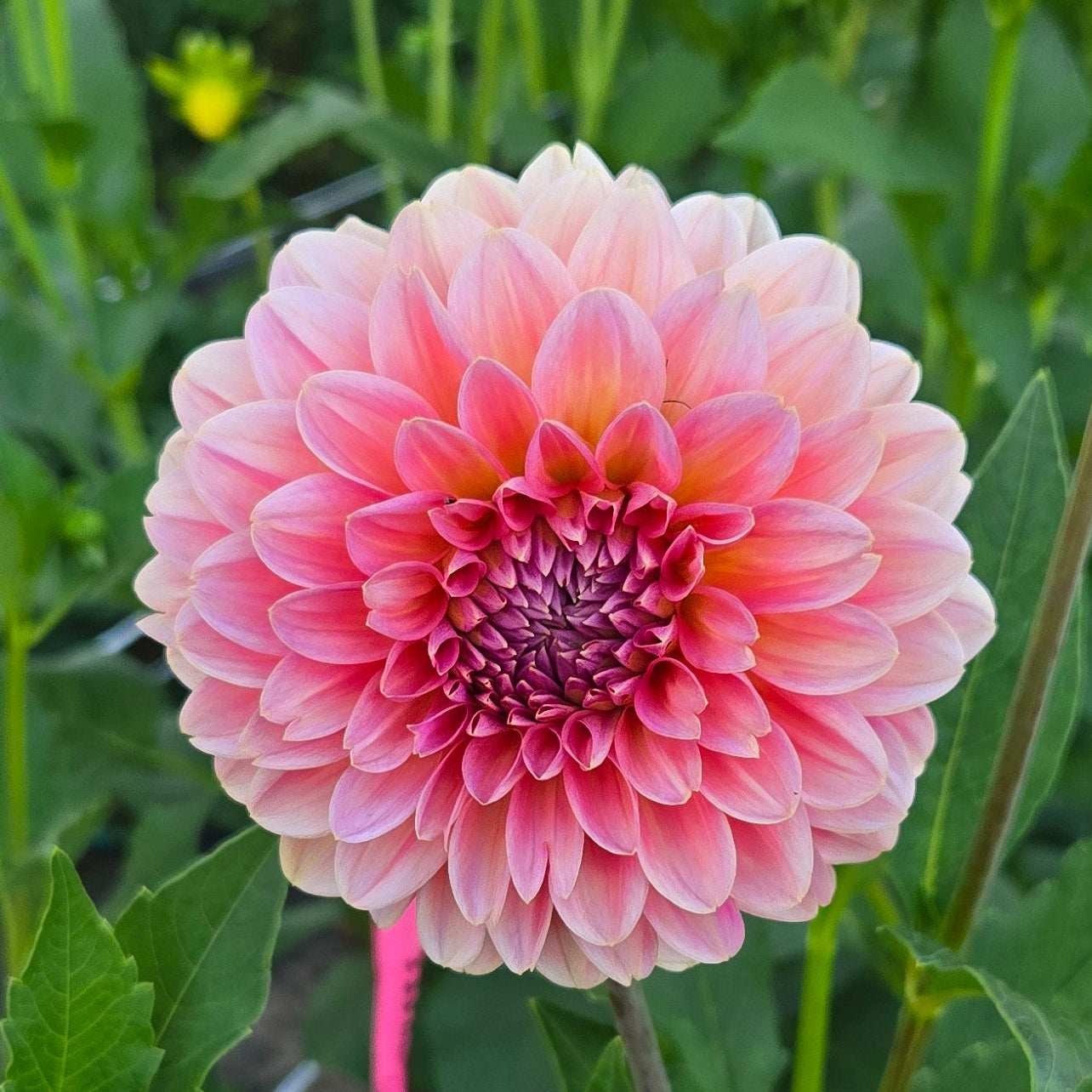 Pink Runner Dahlia