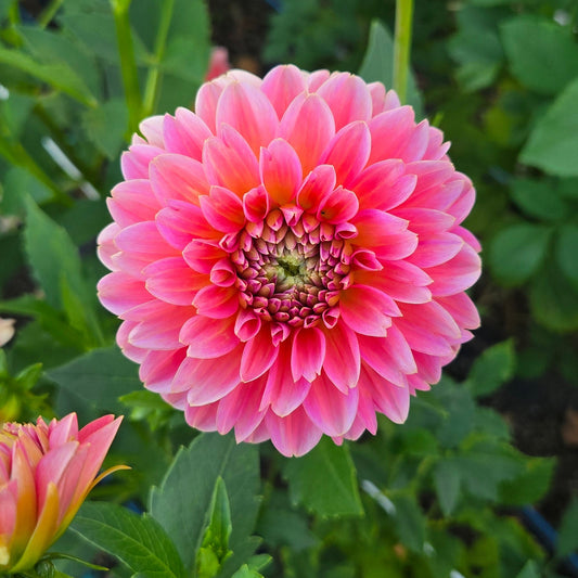 Pink Runner Dahlia