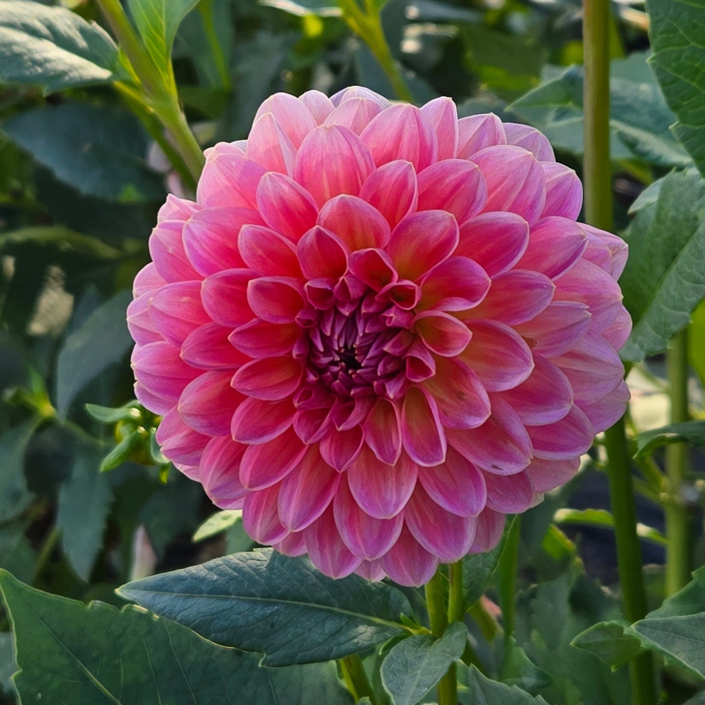 Pink Runner Dahlia