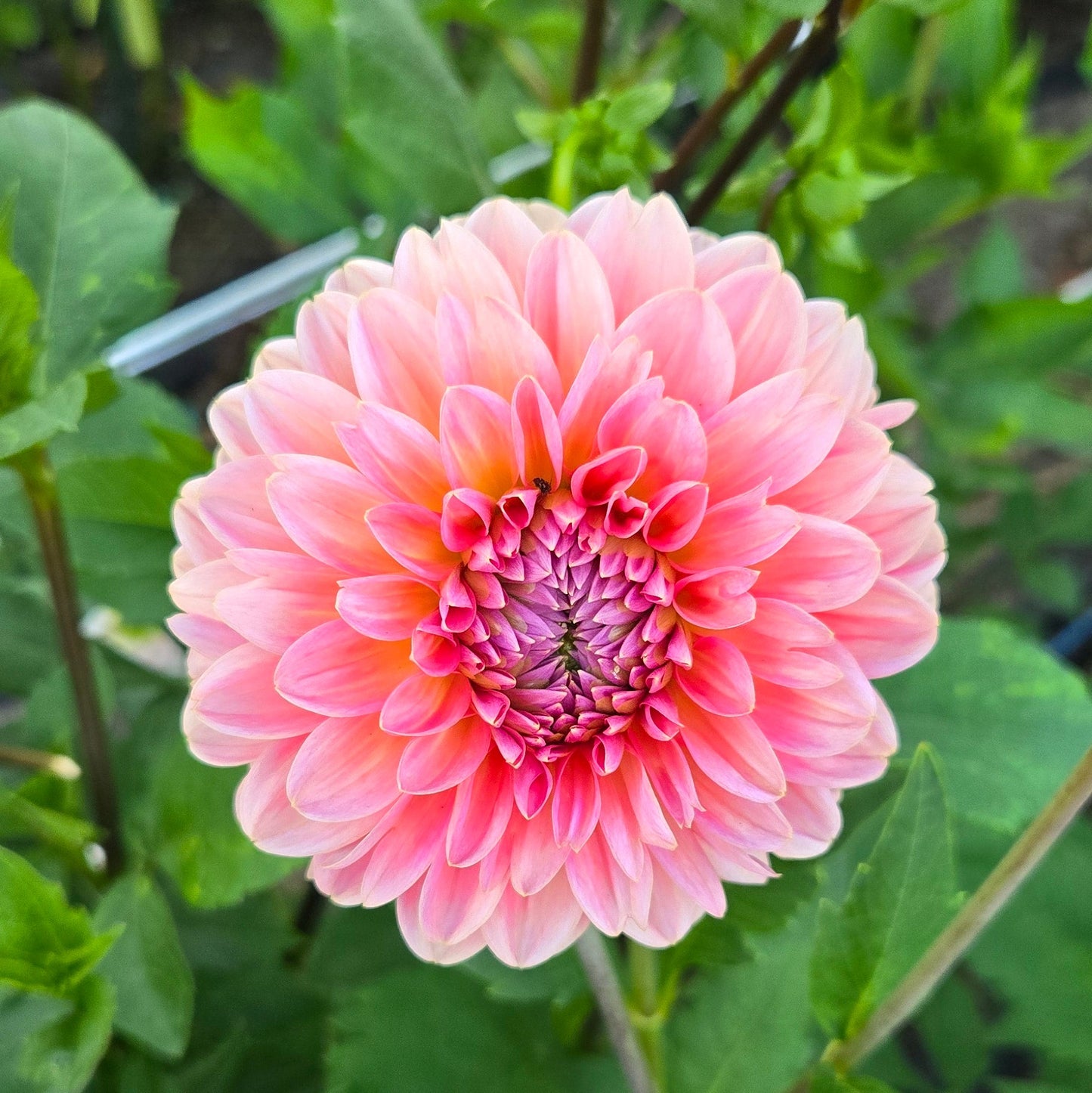Pink Runner Dahlia