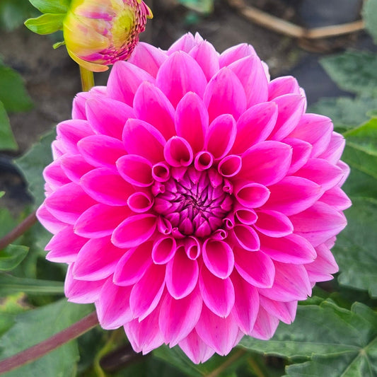 Pink Sylvia Dahlia Tuber