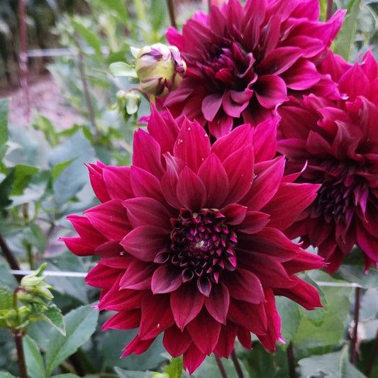 Prince Noir Dahlia Tuber