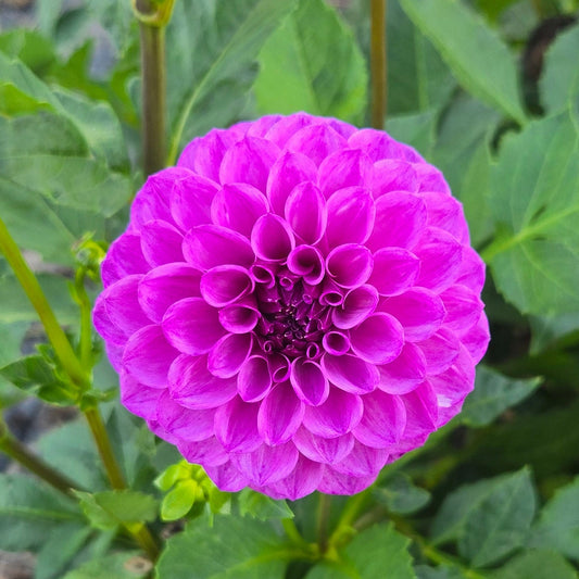 Robann Royal Dahlia Tuber