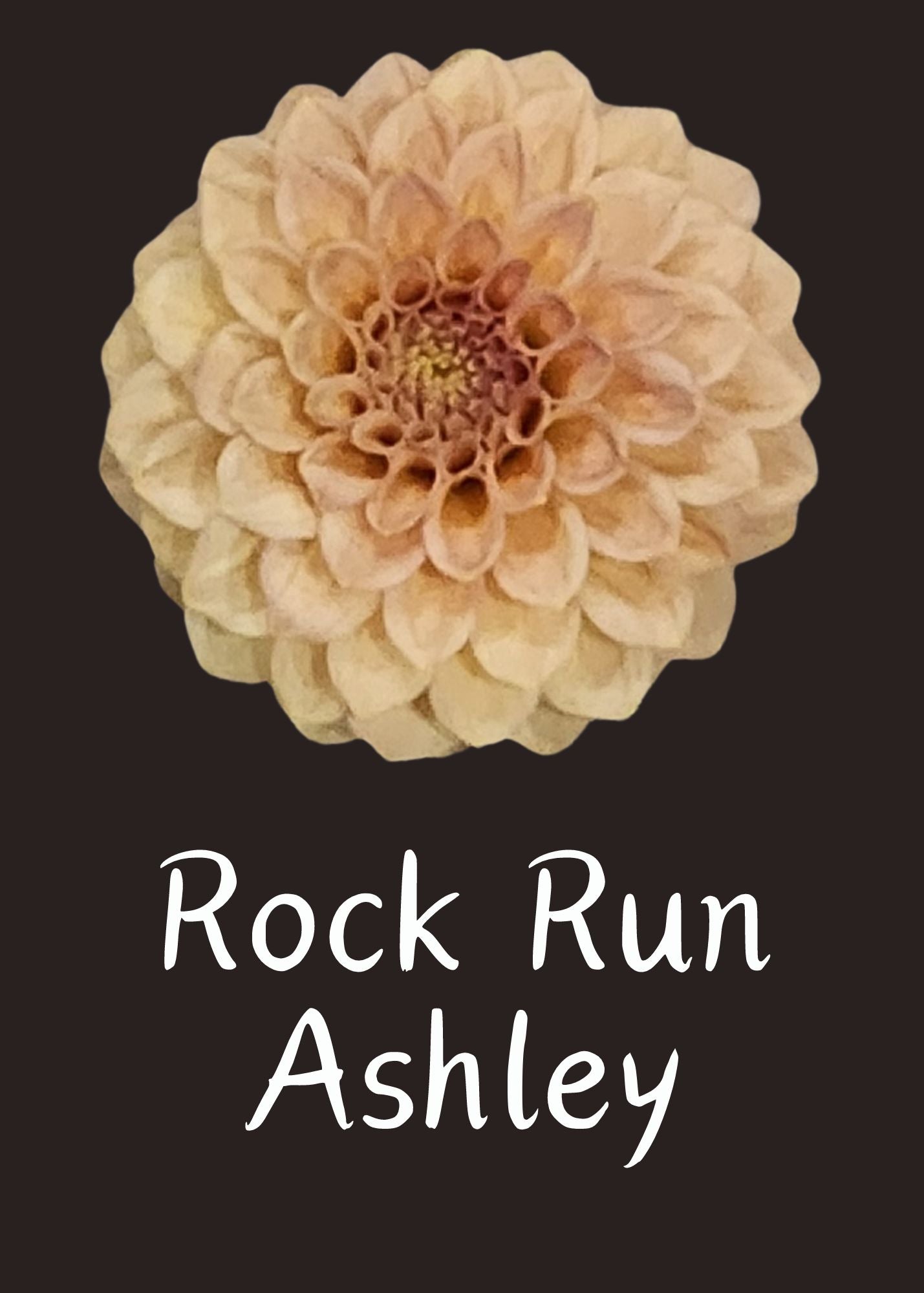 Rock Run Ashley Dahlia 10 Tuber Value Pack