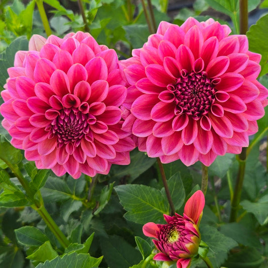 Salmon Runner Dahlia Tuber