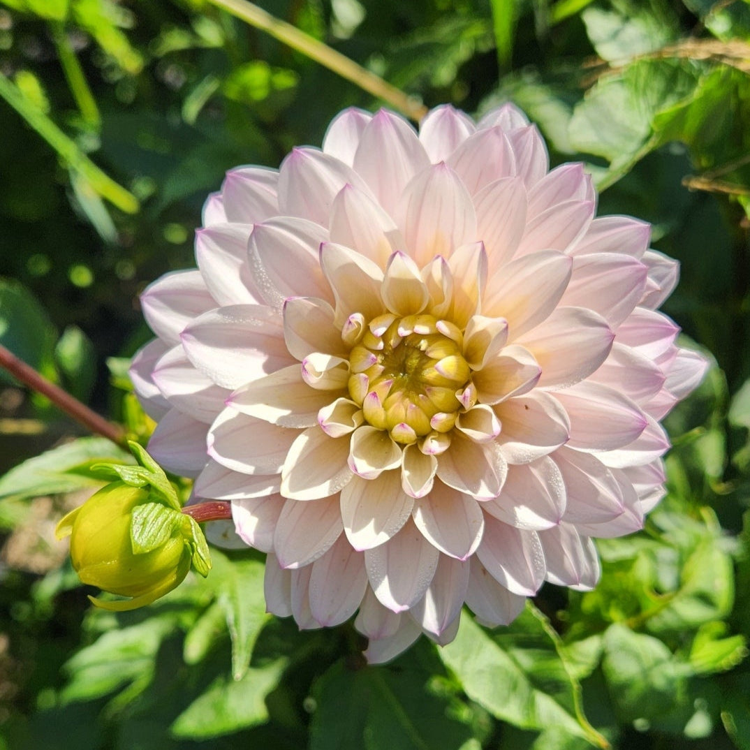 Silver Years Dahlia 5 Tuber Value Pack