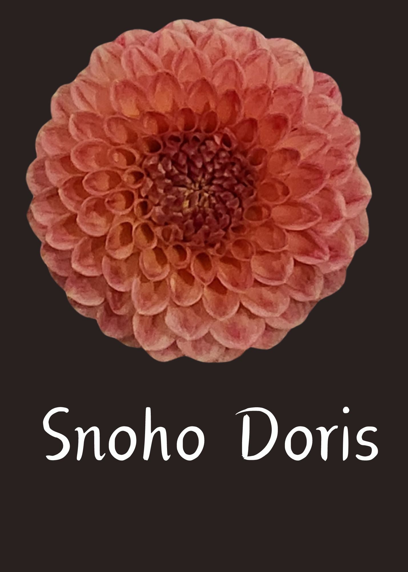 Snoho Doris Dahlia