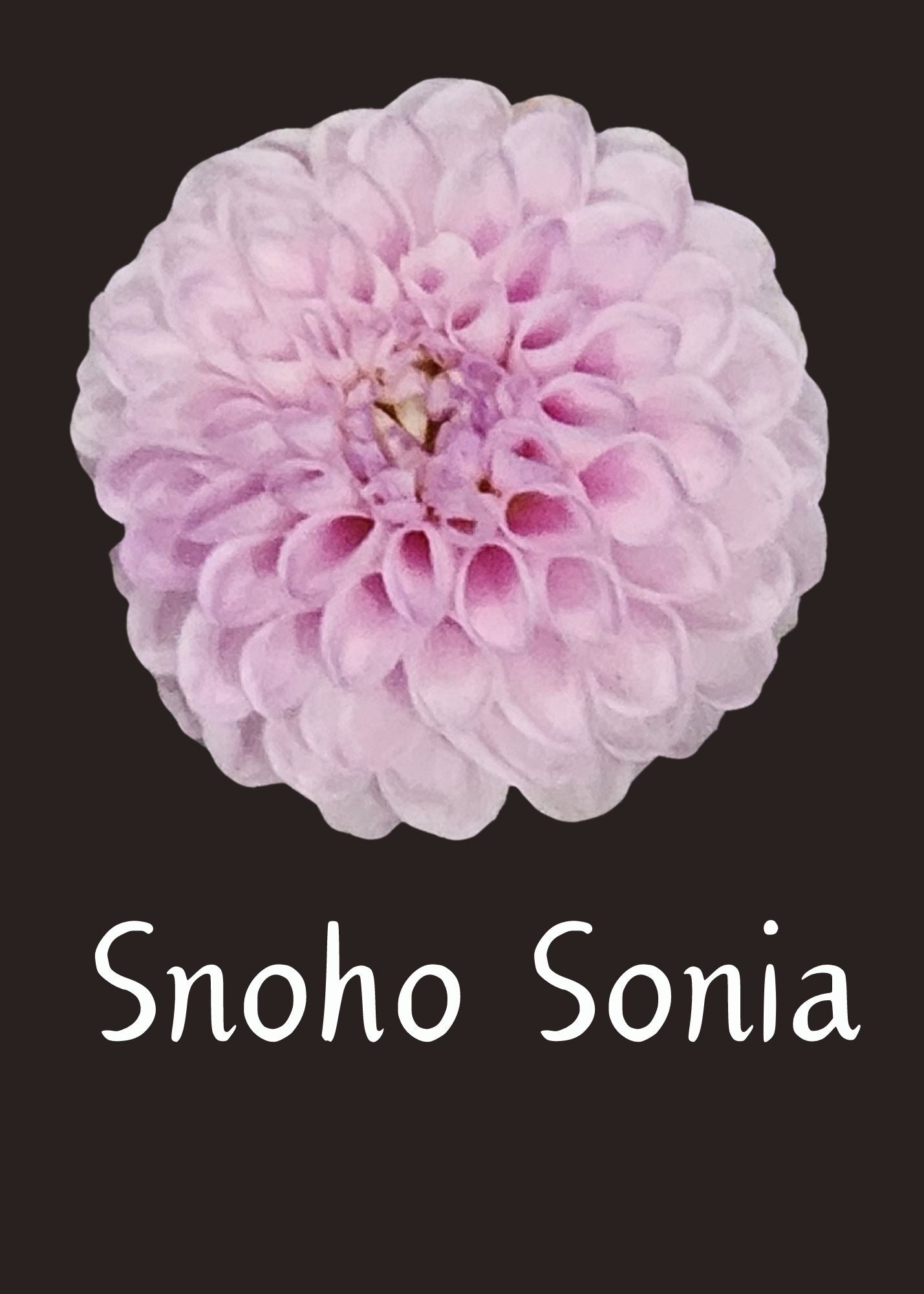 Snoho Sonia Dahlia 5 Tuber Value Pack