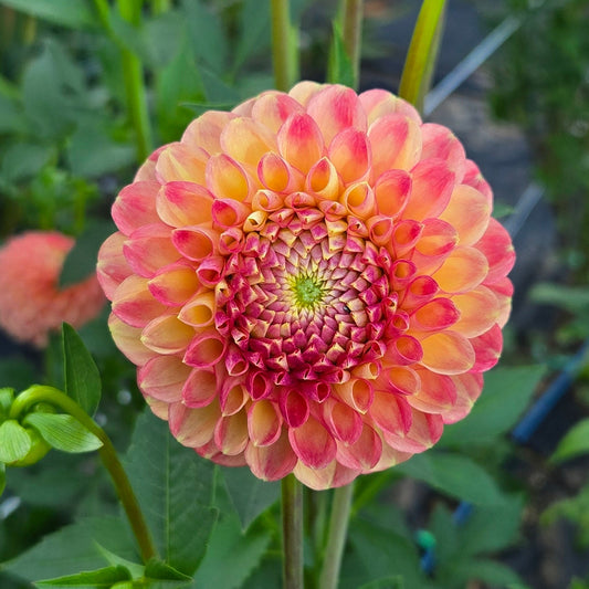 Snoho Doris Dahlia